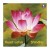 Shindu - Heart Lotus