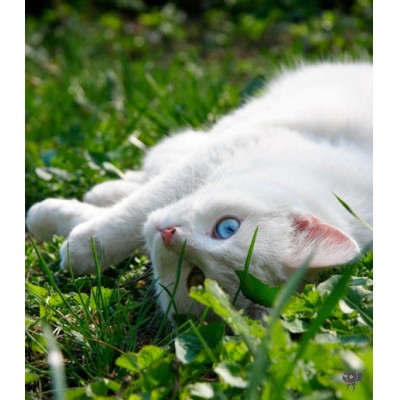 Szeretnék egy rövid szőrű,hófehér,picike kandúr cicát :D
